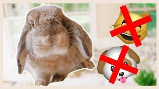 Rabbits are the BEST pets. Here's Why...