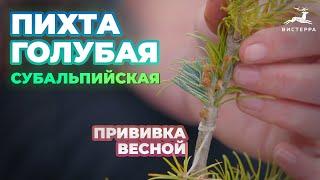 ПИХТА СУБАЛЬПИЙСКАЯ КОМПАКТА ПРИВИВКА ВЕСНОЙ | ПИХТА ГОЛУБАЯ