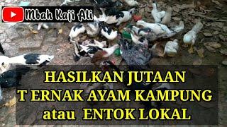 Hasilkan Jutaan dari ternak ayam kampung asli atau Entok lokal