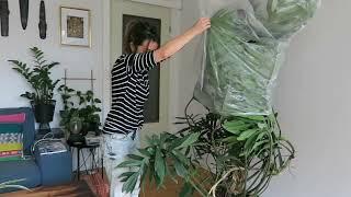 Unpacking my humongous philodendron mayoi