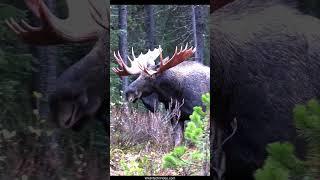 Huge Bull Moose Courting Cow During the Rut