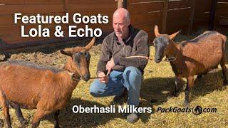Featured Goats Lola and Echo