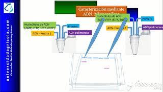 Marcadores moleculares: MIcrosatélites.