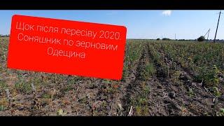 соняшник 2020.пересів озимих. слів нема