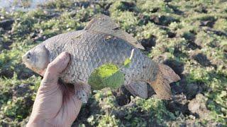 Fishing large crucian carp, caught by hand in a drying lake, fish in a trap.