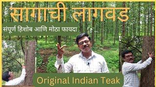 Teakwood Plantation | सागाची लागवड- संपूर्ण हिशोब आणि मोठा फायदा.