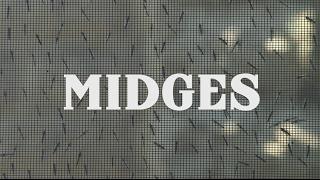 Midges - What are they?