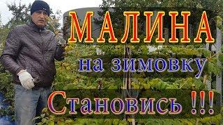 Малина.Подготовка малины к зиме. Зимовка малины. Обработка малины. Малина зимой. Пригнуть малину.