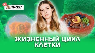 Жизненный цикл клетки | Биология ЕГЭ 10 класс | Умскул