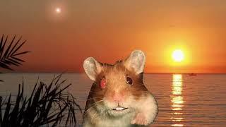 Harry the Hamster on Holiday