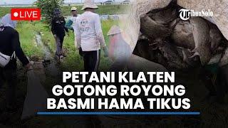 LIVE: Petani di Klaten Ramai-ramai Gotong Royong Membasmi Hama di Klaten