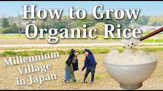 How to Grow Organic Rice - Millennium Village in Japan - Part 1