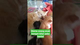 kucing oneng junior berebutan susu part 1 #kucingkitten #kucingtampan #kucingnakal #kucingcomel