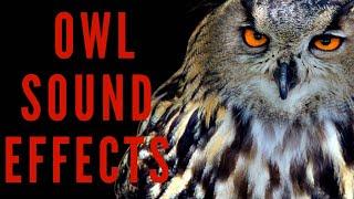 OWL SOUND EFFECTS - Hooting and Screeching