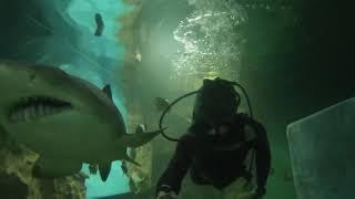 Океанариум Екатеринбурга  - песчаные акулы