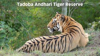 Tadoba Andhari Tiger Reserve (Navegaon Gate) - TATR | Wildlife sightings in 4K