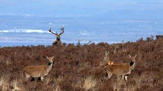 Exmoor Stags above the Sea video - Feb (1)