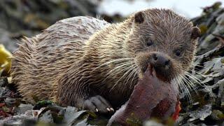 Scottish otters, a family story