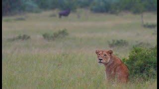 Lioness Hunting on Open Plains (Mbiris)