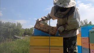 АКАЦИЯ 2024  #мёд #пасека #пчеловодство