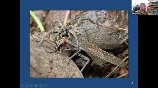 Lecture Series: Salmonflies of the Gunnison River