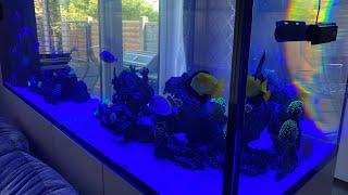 Waterbox peninsula rimless 7225 220g reef aquarium build ep25. New corals and ugly stage