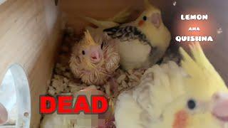 Baby Bird Passed Away Unexpectedly