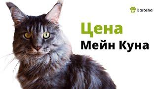 Мейн Кун цена - Сколько стоят котята Мейн Кун?