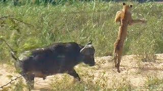 Buffalo Launches Lion into Air to Save Lizard