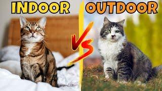 Should You Have an Indoor or Outdoor Cat?