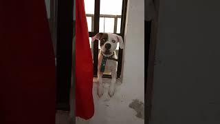 nadie quiere ver un perro mestizo #dog#shorts#perro#puppy#funny#viral