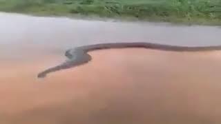 Gigantic Anaconda Spotted In Xingu River Brazil