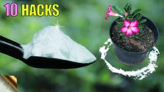 10 MIRACLES OF BAKING SODA IN GARDEN || GARDENING IDEAS DURING LOCKDOWN