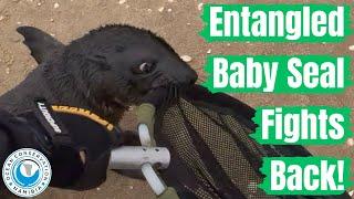 Entangled Baby Seal Fights Back!