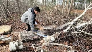 Завалили березу. Береста. Дрова. Мотоблок МТЗ-09Н.