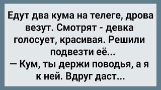 Как Два Кума На Телеге Дрова Везли! Сборник Свежих Анекдотов! Юмор!