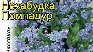 Незабудка садовая Помпадур. Краткий обзор, описание характеристик myosotis sylvatica