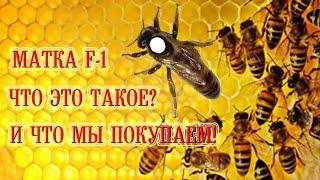 Матка F-1 - что это такое? И что мы покупаем! | F-1 queen bee - what is it? And what are we buying!