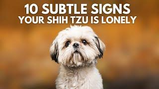 10 Signs Your Shih Tzu is Lonely (But You Don’t Know)