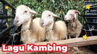 Kambing Lucu ANAK KAMBING SAYA ( Caca Marica Hey hey ) - Kambing Lucu Lagu Kambing Indonesia Populer