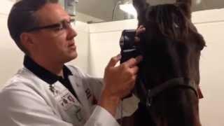 Measuring Equine IOP with the TONOVET tonometer - user video