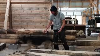 Log cabin build part 10. indoor block and tackle rigging and cutting joints.