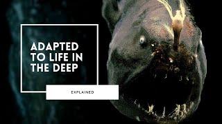 How to Survive the Deep Sea