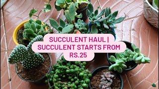 Plant Shopping | Bangalore Nursery | Rose Nursery Cheapest Succulent Haul