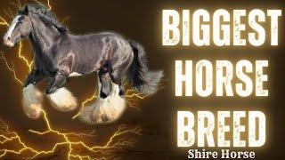 "How these gentle giants helped shape history: The story of Shire Horses"