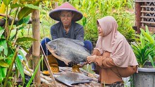 Masak Ikan Bawal Jumbo dan Metik Buah Labu | Kolak Labu Kacang Ijo, Bawal Asam Manis, Gabus Labu