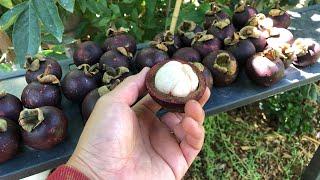 Propagating Purple Mangosteen from Seed in the Fresno/Visalia Area