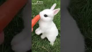 Cute rabbit