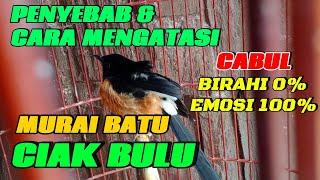 CARA MENGATASI MURAI BATU CIAK BULU (CABUL)