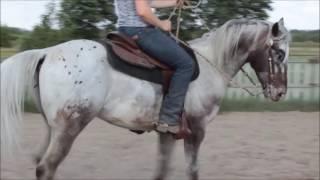 Konie Appaloosa